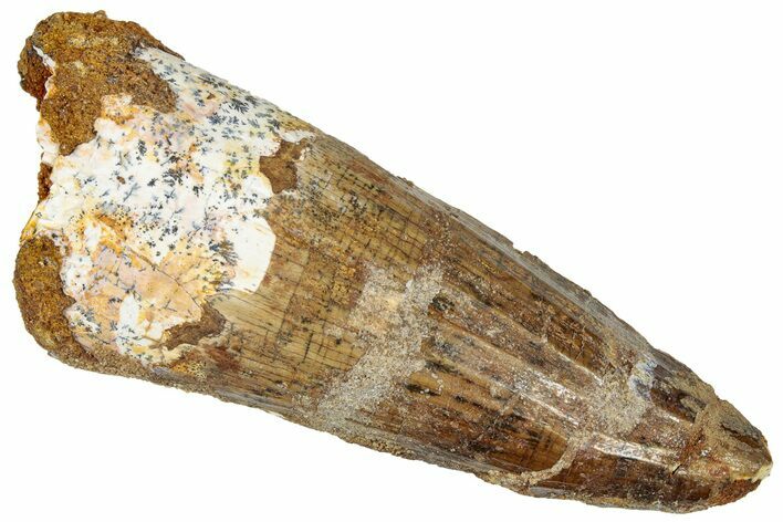 Fossil Spinosaurus Tooth - Robust Tooth #305802